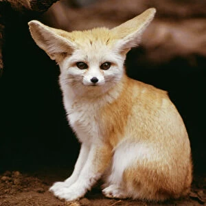 Mammals Photographic Print Collection: Fennec Fox