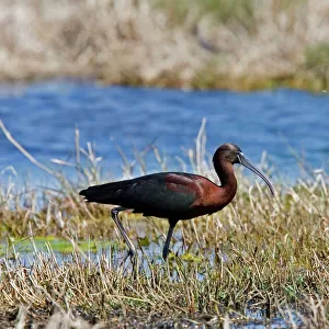 Ibises Framed Print Collection: Glossy Ibis