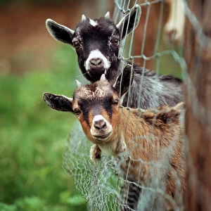 Popular Themes Photo Mug Collection: Goat