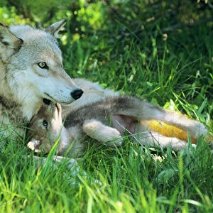 Dogs (Wild) Photo Mug Collection: Gray Wolf