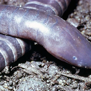 Worms Pillow Collection: Caecilians