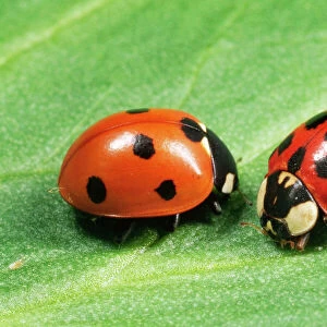Insects Premium Framed Print Collection: Ladybird