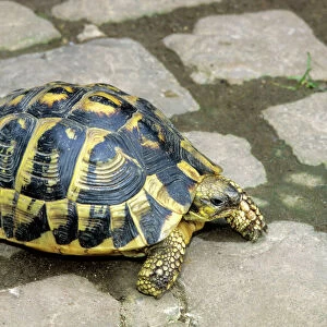 Reptiles Jigsaw Puzzle Collection: Turtles