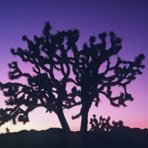 Sunset and sunrise landscapes Jigsaw Puzzle Collection: Landscape paintings