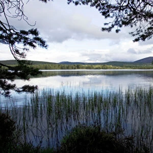 Lakes Jigsaw Puzzle Collection: Loch Garten