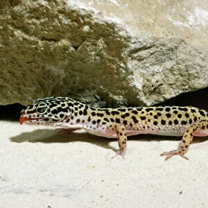 Lizards Pillow Collection: Geckos