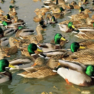 Ducks Mouse Mat Collection: Mallard Duck