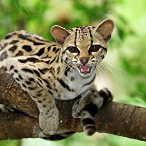 Cats (Wild) Jigsaw Puzzle Collection: Margay