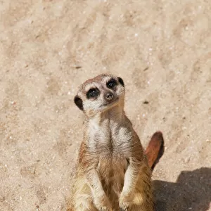 Meerkat / Suricate - Wildlife Park Combe Martin Devon UK