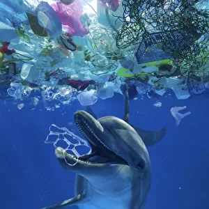 Mammals Jigsaw Puzzle Collection: Bottlenose Dolphin