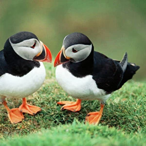 Birds Framed Print Collection: Puffins