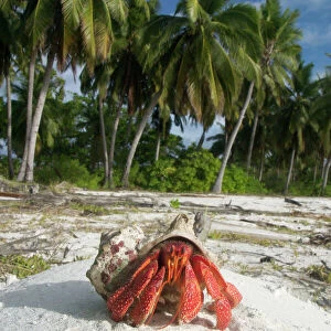 Crustaceans Pillow Collection: Hermit Crab