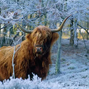 Popular Themes Collection: Highland Cow