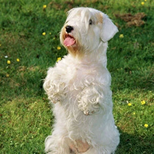 Terrier Canvas Print Collection: Sealyham Terrier