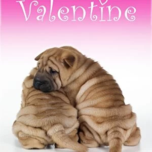Valentine's Day Pillow Collection: Dog Valentine Prints