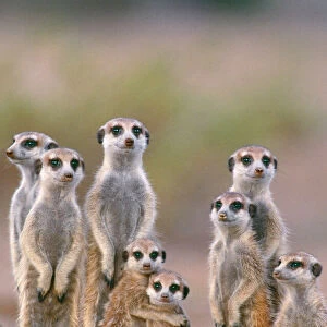 Wild Photographic Print Collection: Meerkats