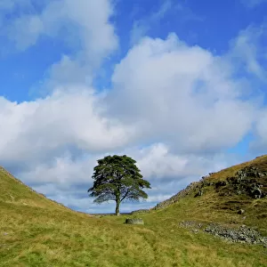 Hadrian's Wall Jigsaw Puzzle Collection: Enchanting Sycamore Gap Tree
