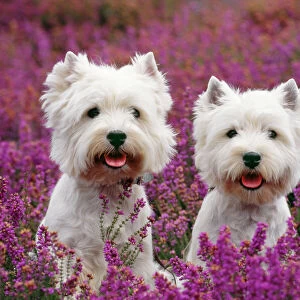 Terrier Poster Print Collection: West Highland White Terrier