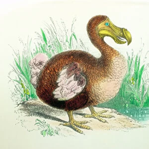 Extinct Pillow Collection: Dodo