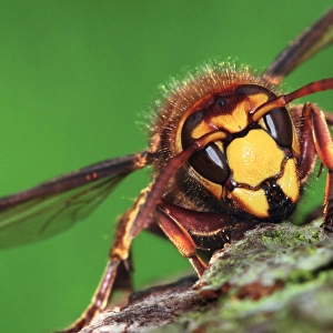 European hornet