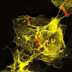 Neutrophil cell trapping bacteria, SEM