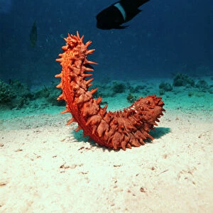Echiniderms Photographic Print Collection: Sea Cucumbers