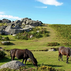 Horse Fine Art Print Collection: Dartmoor
