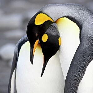 Penguins Premium Framed Print Collection: King Penguin