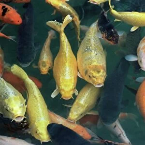 Fishes Jigsaw Puzzle Collection: A
