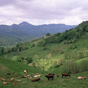 Canton Jigsaw Puzzle Collection: Cantal