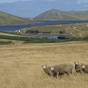 Falkland Islands Premium Framed Print Collection: Port Howard