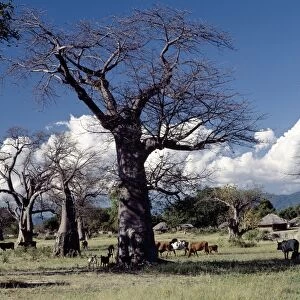 Malawi Photo Mug Collection: Mangochi