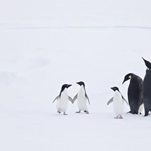 : Penguins