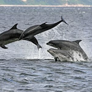 : Dolphins