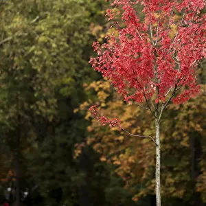 Autumn leaves are seen in Queens Park in London