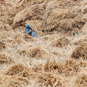 A farmer takes a rest inside freshly harvested wheat at a field in Minya governorate