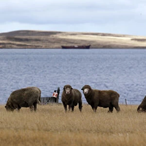 Falkland Islands Jigsaw Puzzle Collection: Goose Green