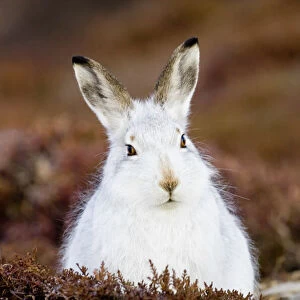 Leporidae Photo Mug Collection: Mountain Hare