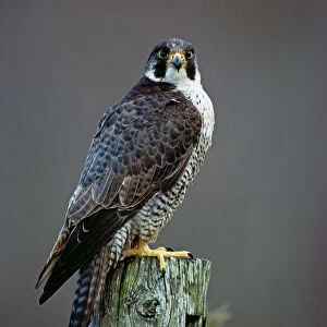 Accipitriformes Jigsaw Puzzle Collection: Falcons