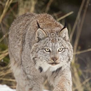 Cats (Wild) Fine Art Print Collection: Canada Lynx