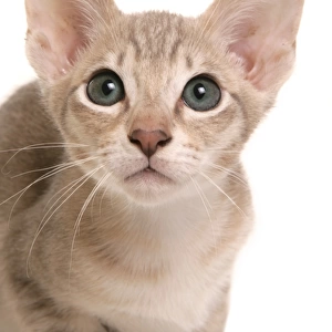 Domestic Cat, Tonkinese, blue tabby mink, male kitten, close-up of head