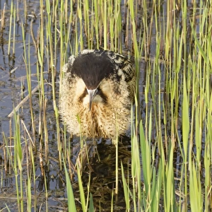 Great Bittern (Botaurus stellaris) adult, booming, standing in reedbed, Minsmere RSPB Reserve, Suffolk, England, april