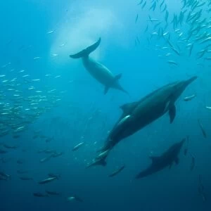 : Whales and Dophins
