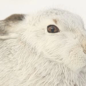 Mammals Premium Framed Print Collection: Arctic Hare