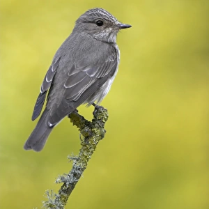 Chats And Flycatchers Jigsaw Puzzle Collection: Spotted Flycatcher