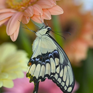 Giant Swallowtail Butterfly