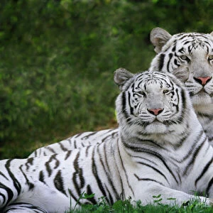 Mammals Premium Framed Print Collection: Bengal Tiger