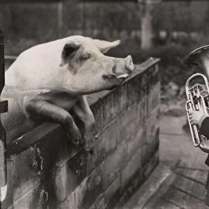 Farm Photo Mug Collection: Pigs