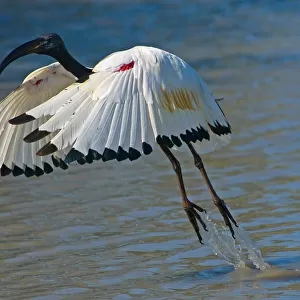 Sacred Ibis. Threskiornis Aethiopica