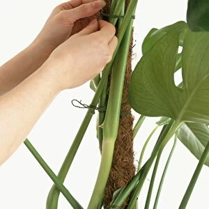 Tying Swiss Cheese Plant (Swiss cheese plant ) to moss pole using string
